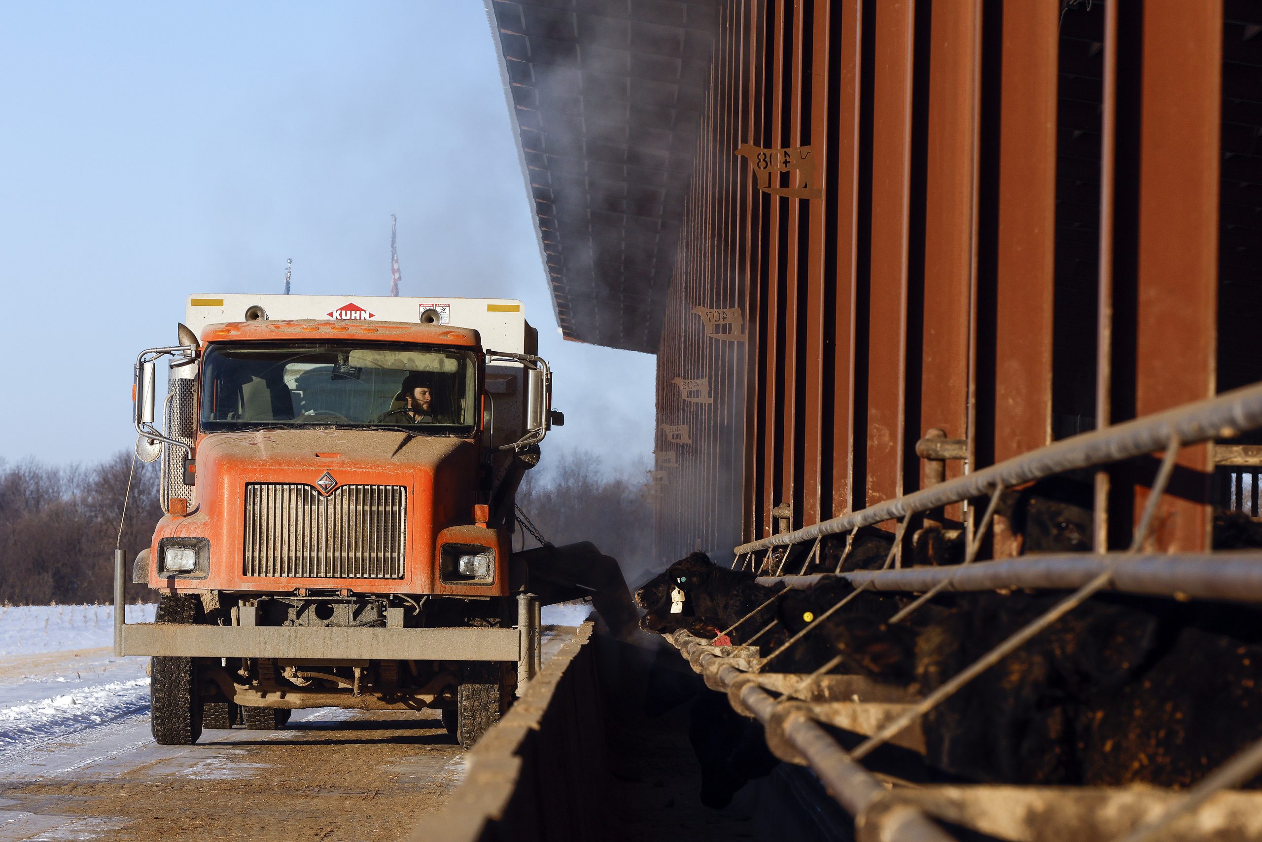A dump truck carries feed along a dirt road lines with snow